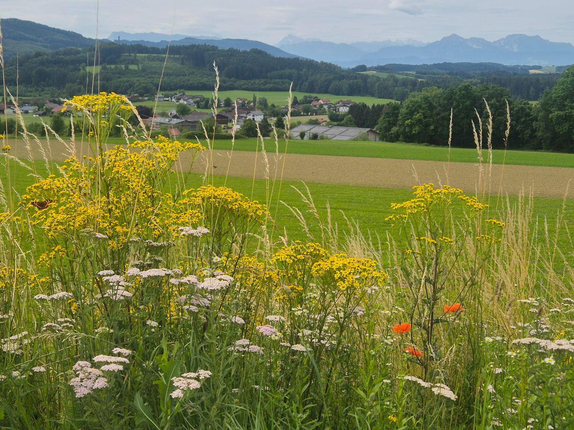 Malerische Landschaft mit grünen Feldern, blühenden Wiesen und Bergen im Hintergrund unter bewölktem Himmel.