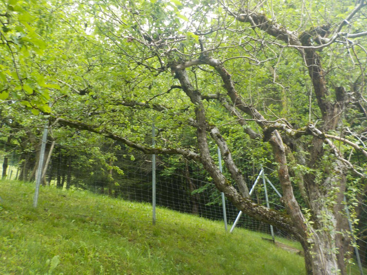 Wiese und Wald