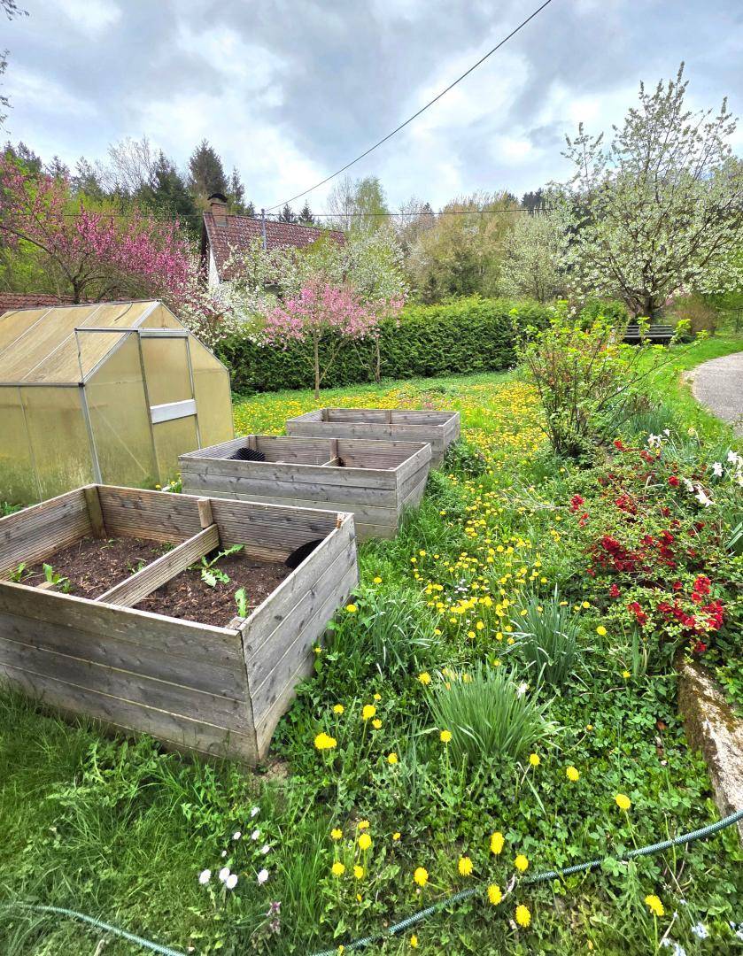 Garten mit mehreren Hochbeeten, einem Gewächshaus und einer bunten Frühlingswiese voller Löwenzahn.