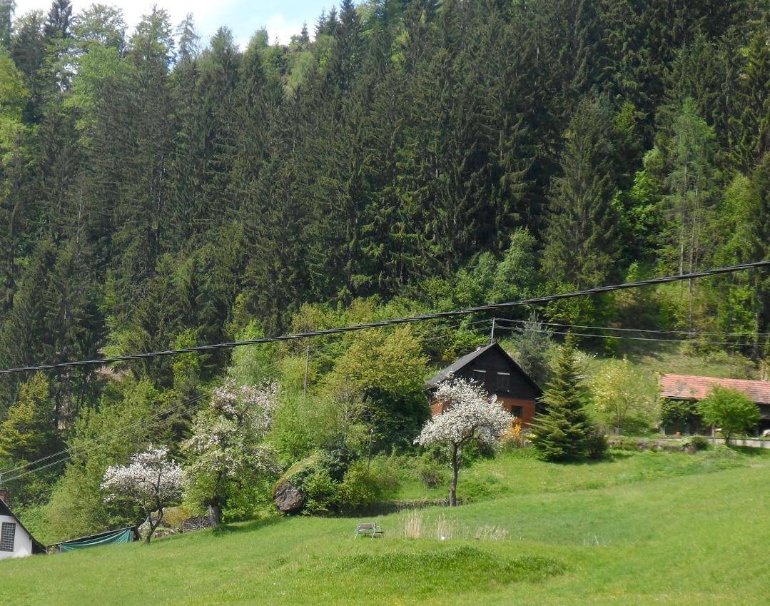 Haus in ländlicher Umgebung, umgeben von blühenden Bäumen und einem dichten Nadelwald im Hintergrund.