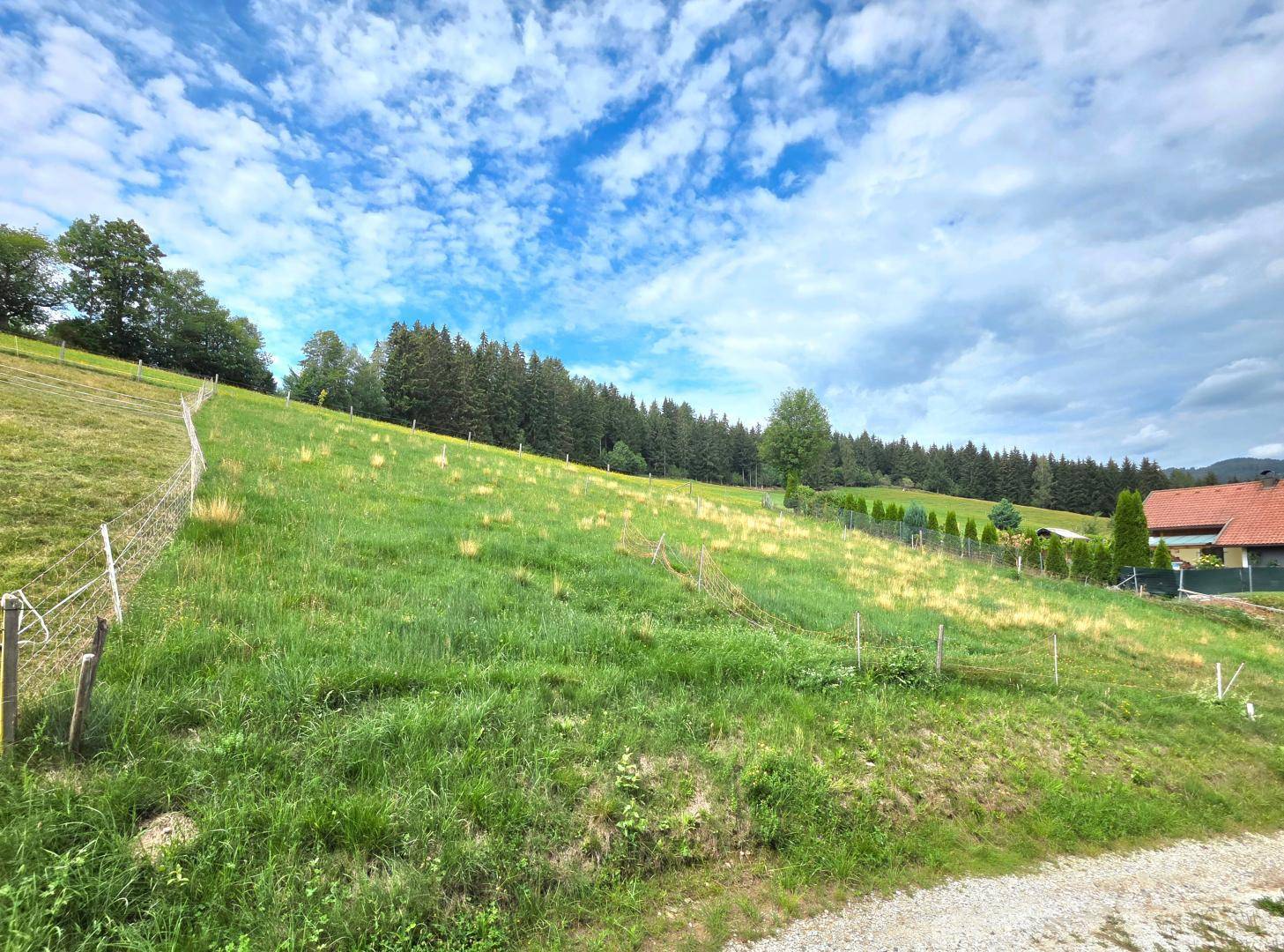 Weitläufiges grünes Grundstück mit sanfter Hanglage und Waldrand im Hintergrund unter blauem Himmel.