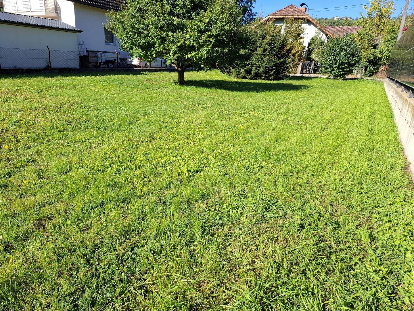 Grüne Rasenfläche mit einem Baum und angrenzenden Häusern, umgeben von einer ruhigen Wohngegend.