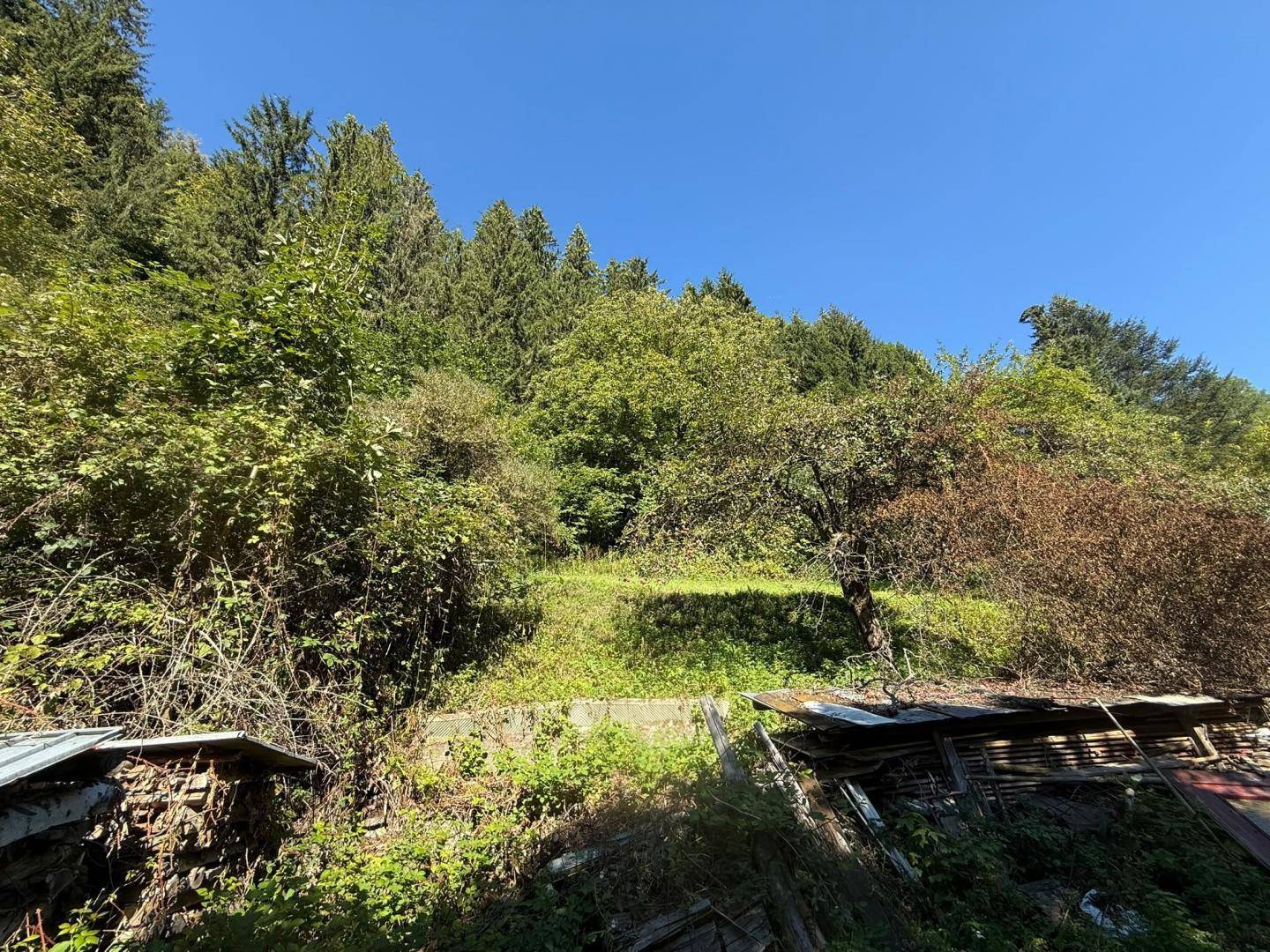 Hanglage im Gartenbereich mit üppiger Vegetation und Holzstapeln.
