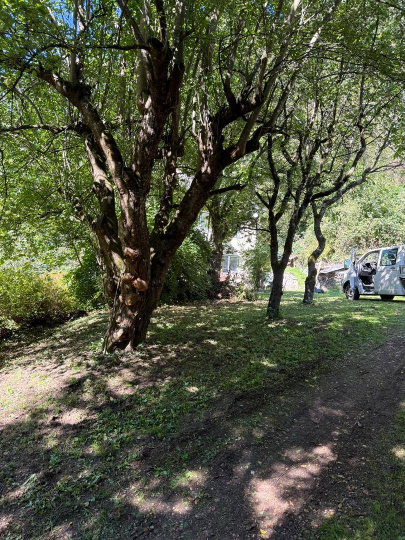 Grüner Gartenbereich mit mehreren großen, alten Bäumen und viel Schatten.