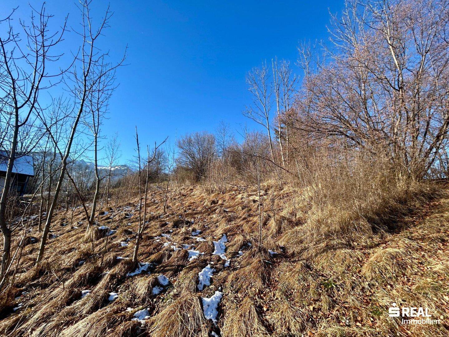 Blick auf einen steilen, teilweise schneebedeckten Hang mit trockenem Gras und kahlen Bäumen.
