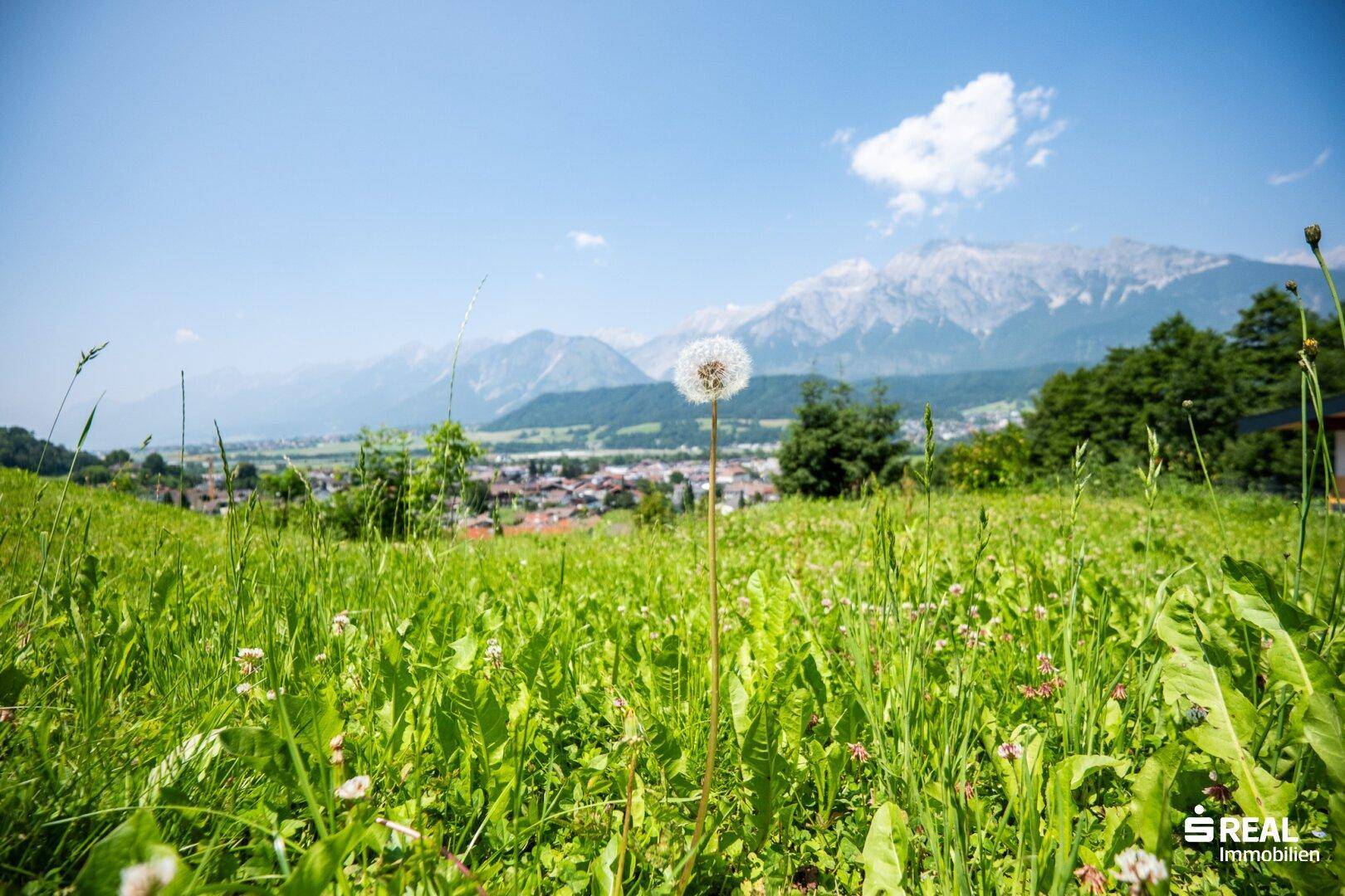 Löwenzahn in einer blühenden Wiese mit malerischem Blick auf eine Stadt und die umliegenden Berge.