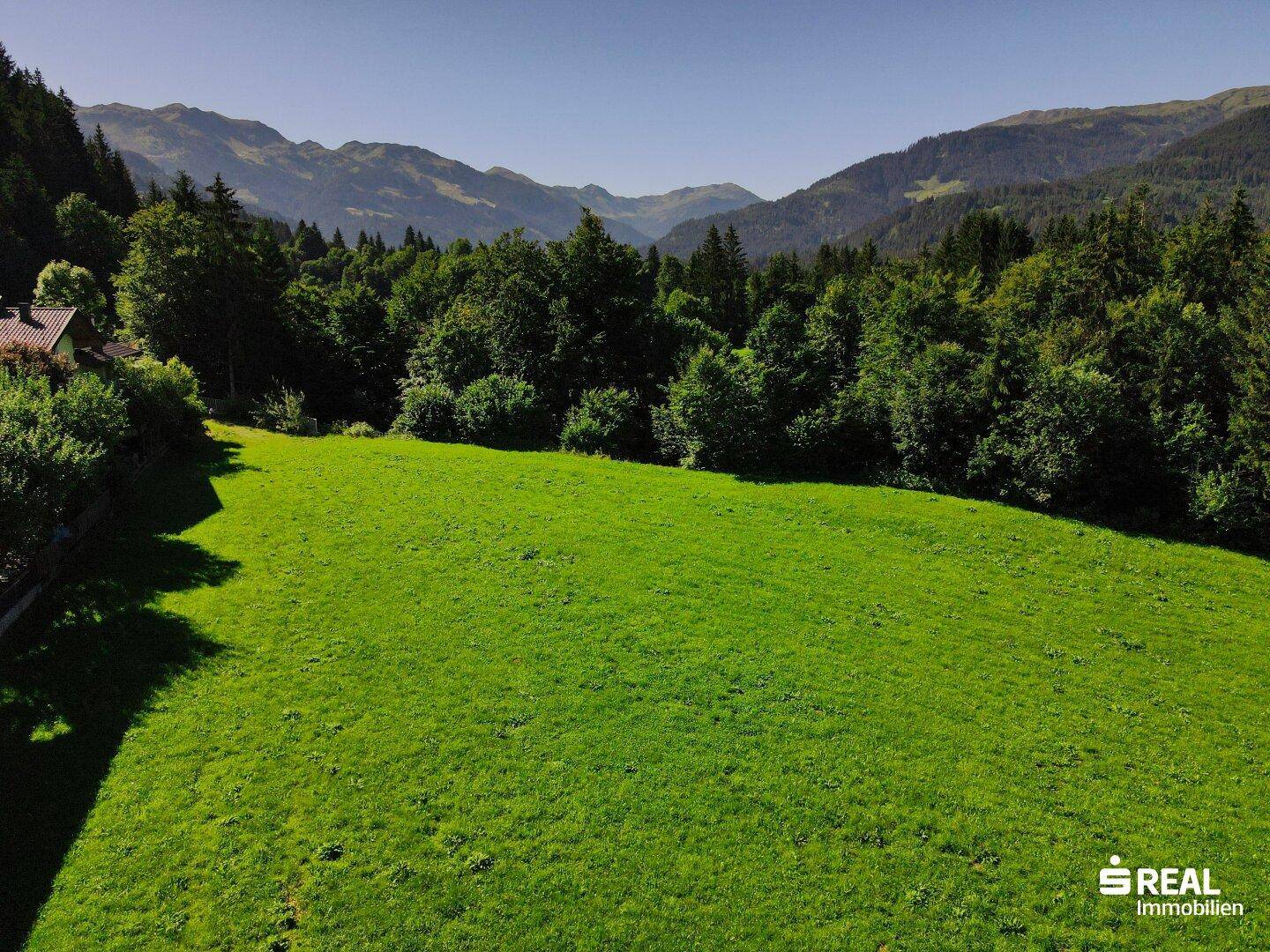 Weitläufige grüne Wiese mit dichtem Wald und majestätischen Bergen im sonnigen Hintergrund.