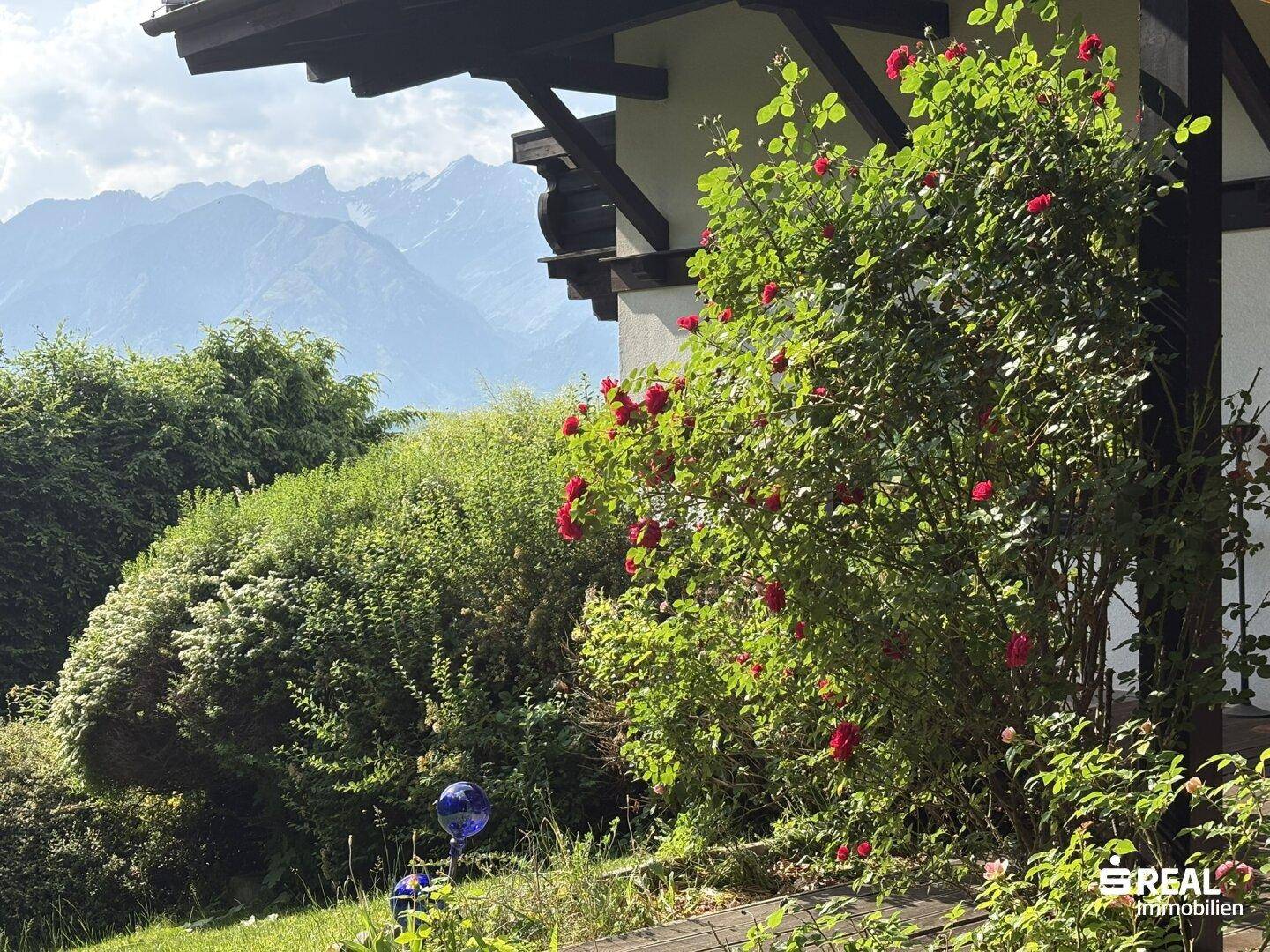 Blühende Rosensträucher im Garten mit Blick auf die majestätische Bergkulisse.