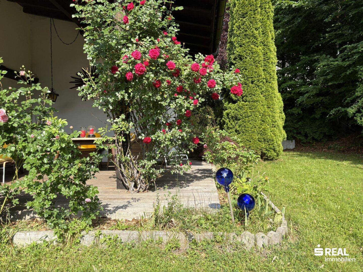 Blühende Rosensträucher und Gartenaccessoires auf der Terrasse.