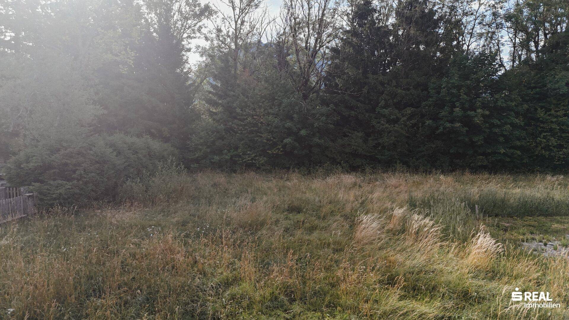 Blick über eine weite Grasfläche mit dichtem Baumbestand im Hintergrund.