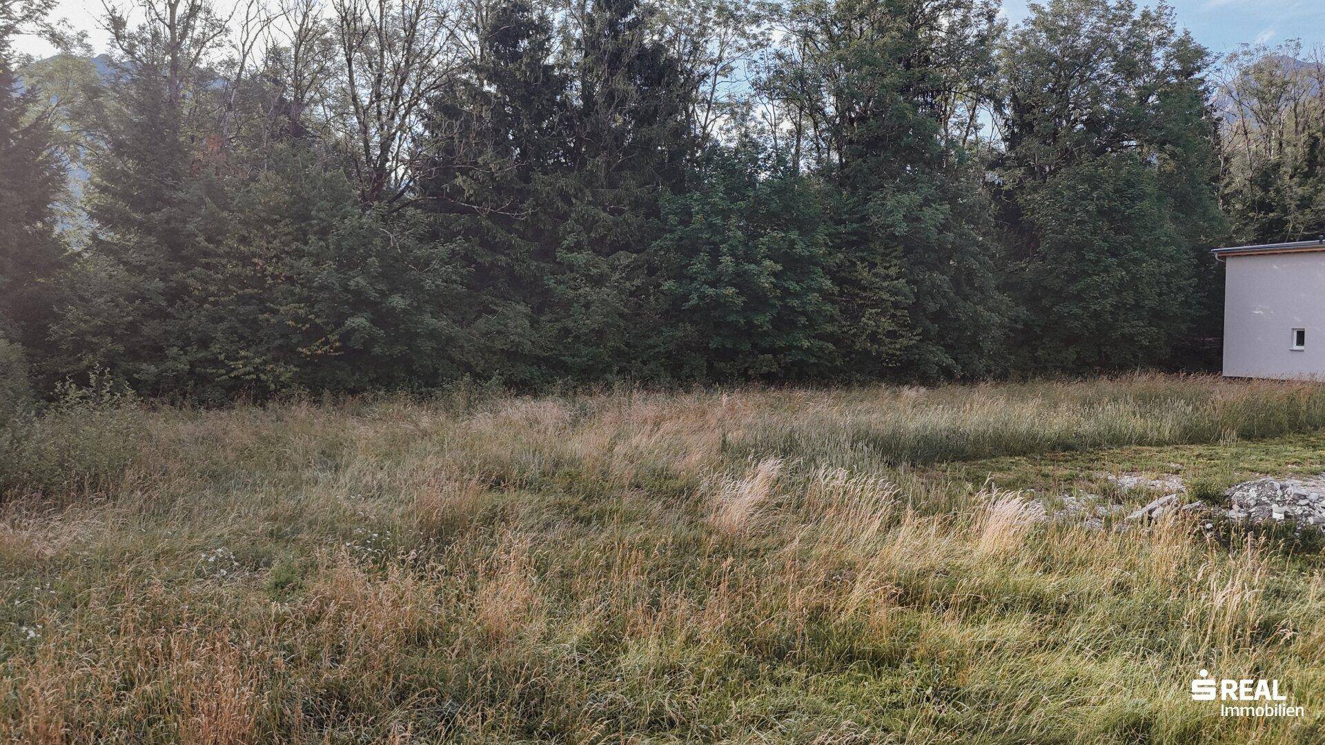 Naturbelassenes Grundstück mit hohem Gras und dichtem Baumbestand im Hintergrund.