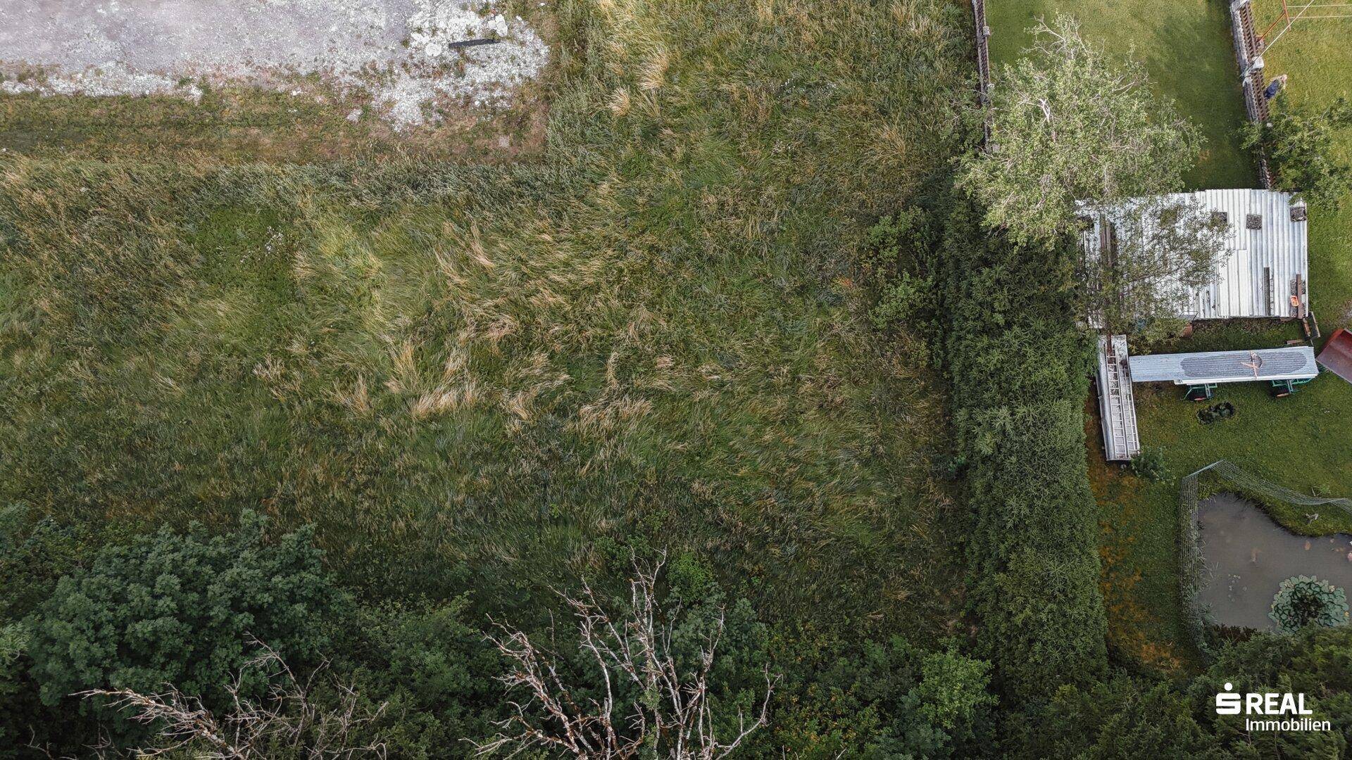 Detailansicht des grünen Grundstücks mit angrenzendem Teich und dichter Vegetation.