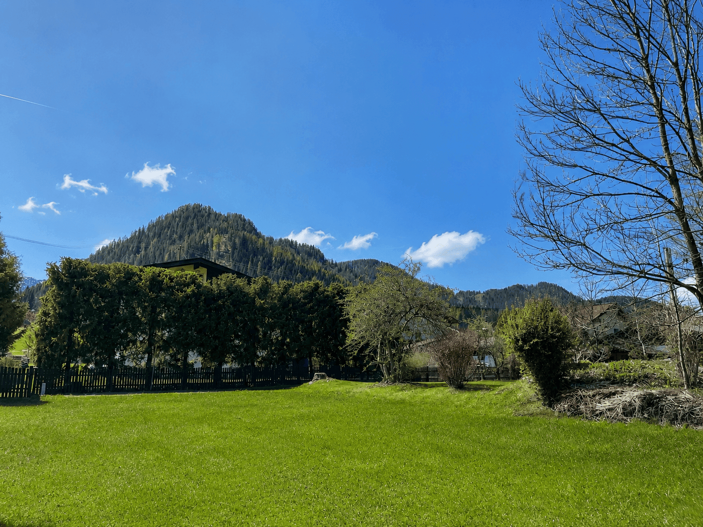 Sonnige grüne Wiese mit hoher Hecke, Bäumen und bewaldeten Bergen im Hintergrund.