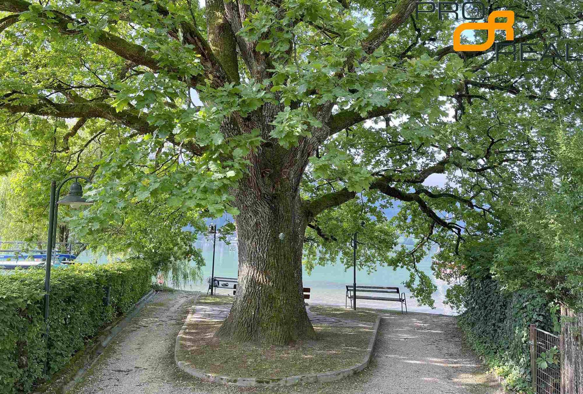 Alter, majestätischer Baum mit Sitzbänken darunter, an einem Weg direkt am Wasser gelegen.