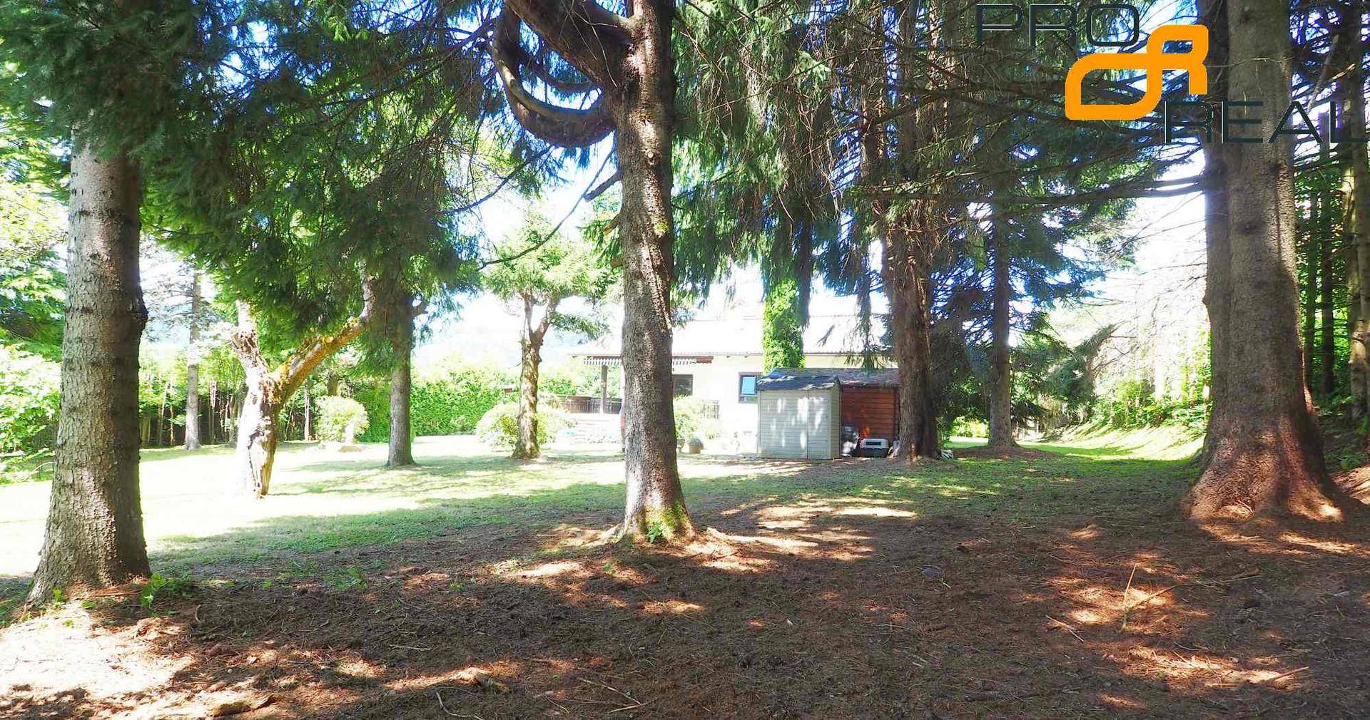 Waldähnlicher Gartenbereich mit hohen Bäumen und Blick auf ein kleines Gartenhaus im Hintergrund.