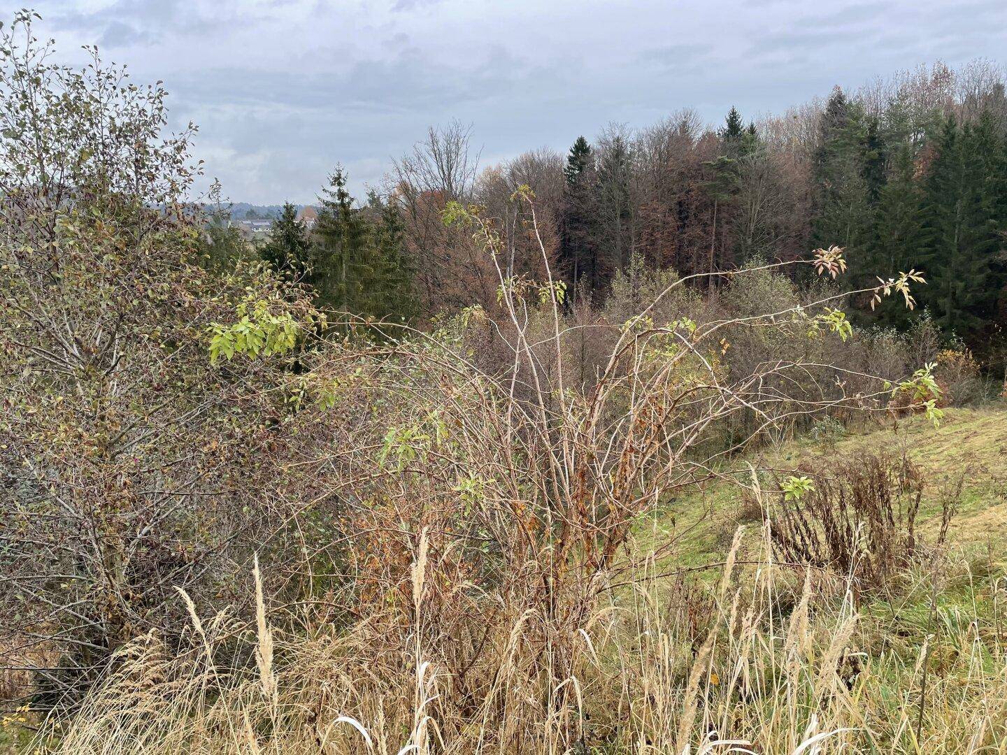 Nahaufnahme von Sträuchern und trockenem Gras mit einem Feld und Wald in der Ferne unter bewölktem Himmel.