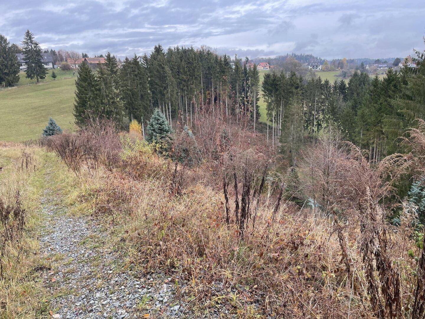 Blick über eine ländliche Landschaft mit Schotterweg, Wiese und dichtem Wald im Hintergrund unter bewölktem Himmel.