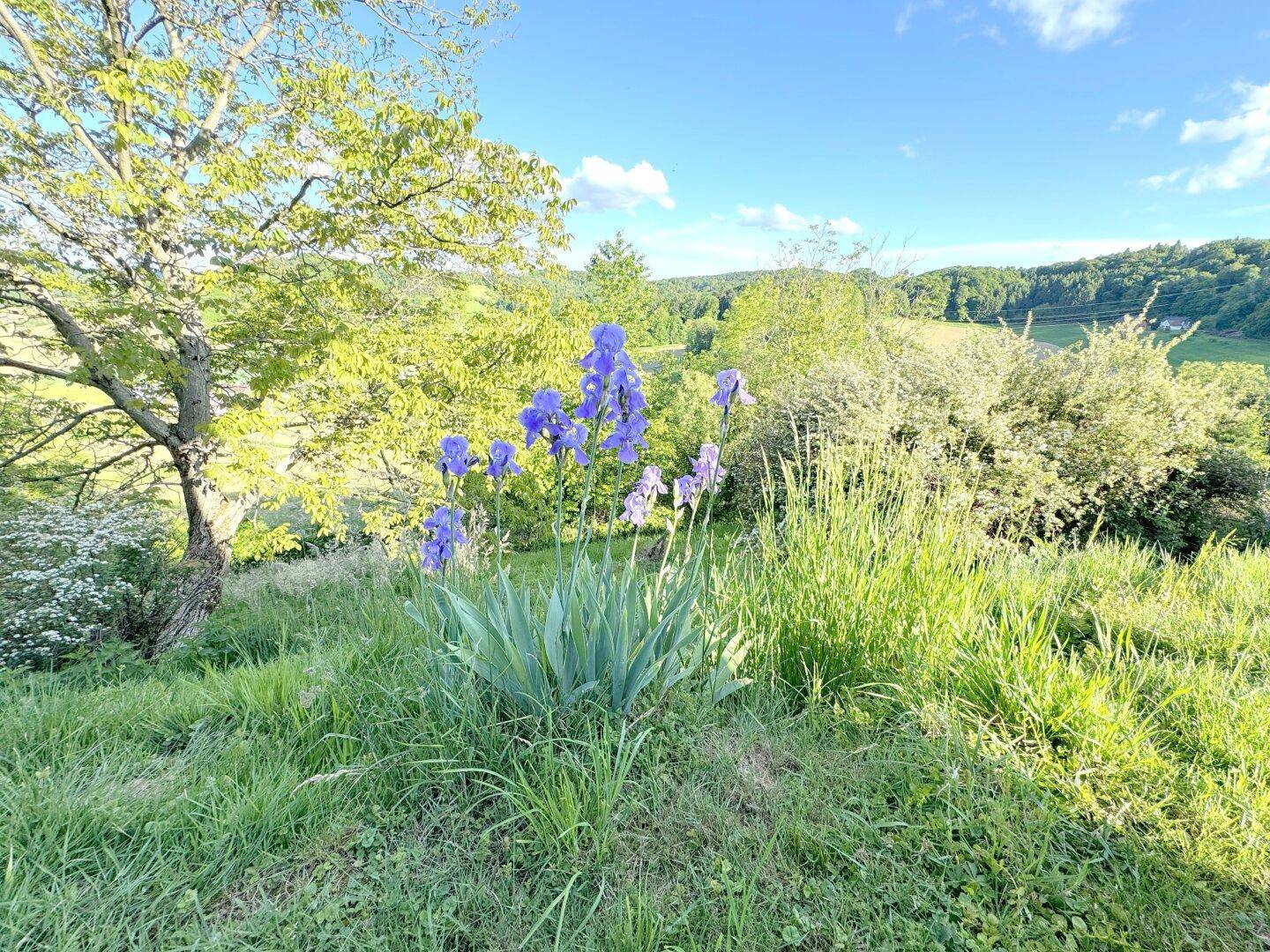 Idyllischer Blick auf eine grüne Hügellandschaft mit blühenden Iris im Vordergrund.