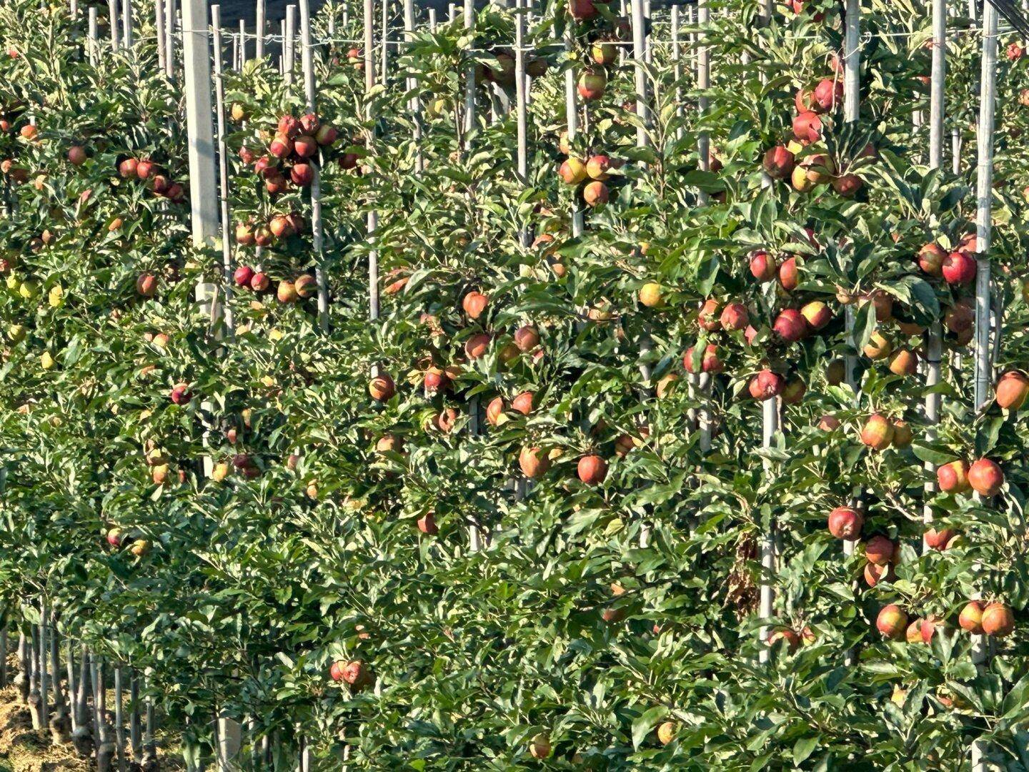 Nahaufnahme einer Apfelplantage mit reifen Früchten an den Bäumen.