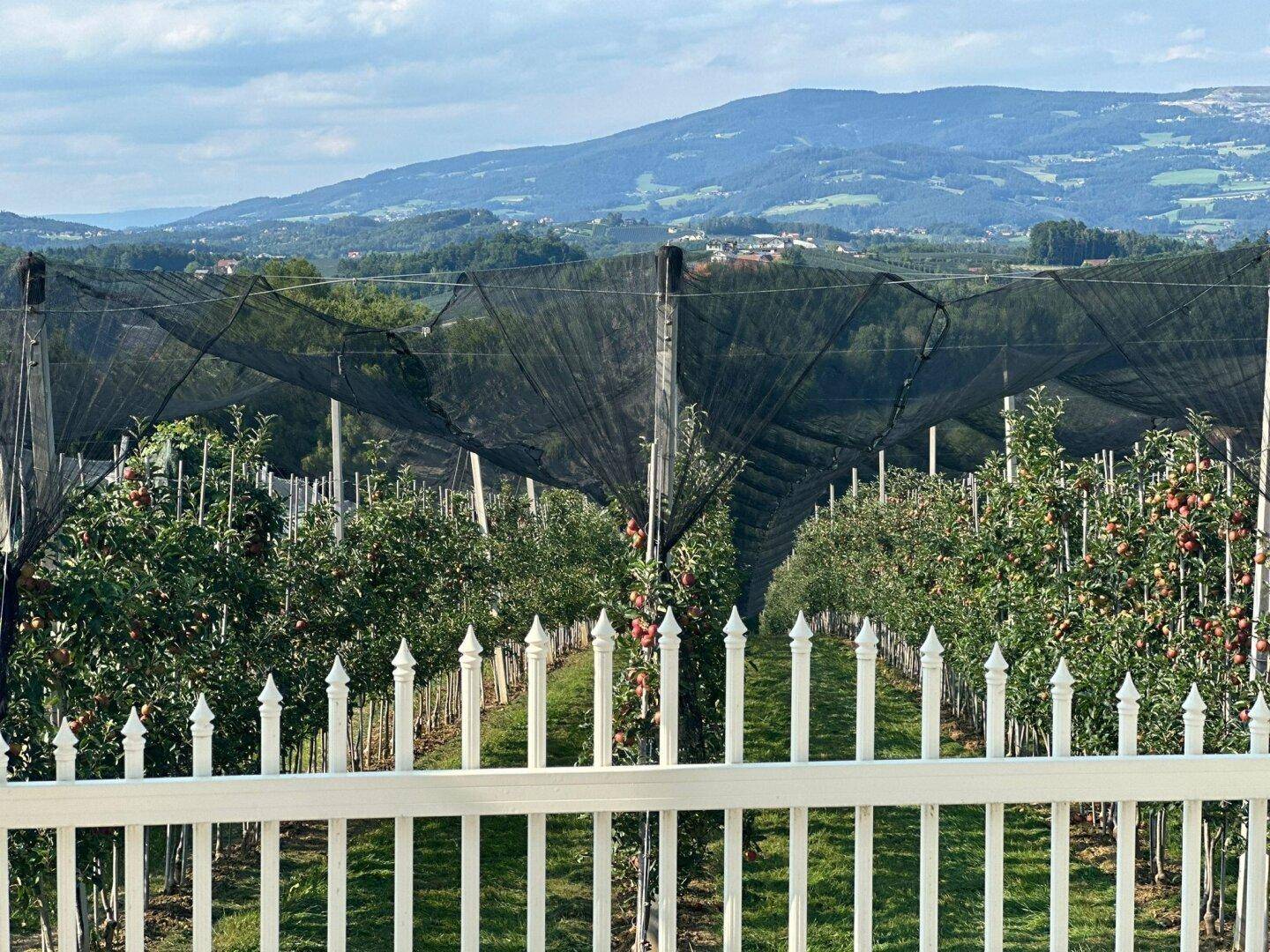 Blick auf eine Apfelplantage mit Schutznetzen und Bergen im Hintergrund.