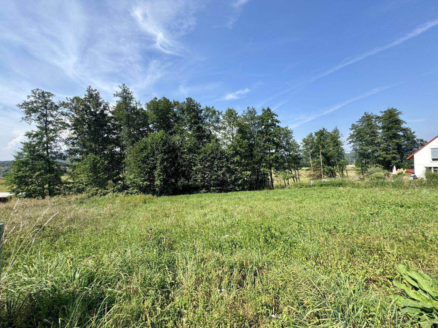 Sonniges Feld mit üppigem Grün, umgeben von Bäumen und einem Haus in der Ferne.
