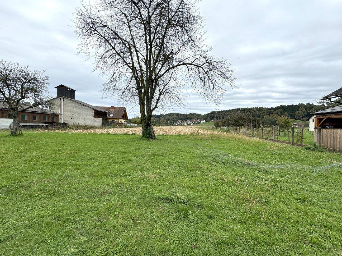 Weitläufige grüne Wiese mit einem kahlen Baum und ländlicher Bebauung im Hintergrund.