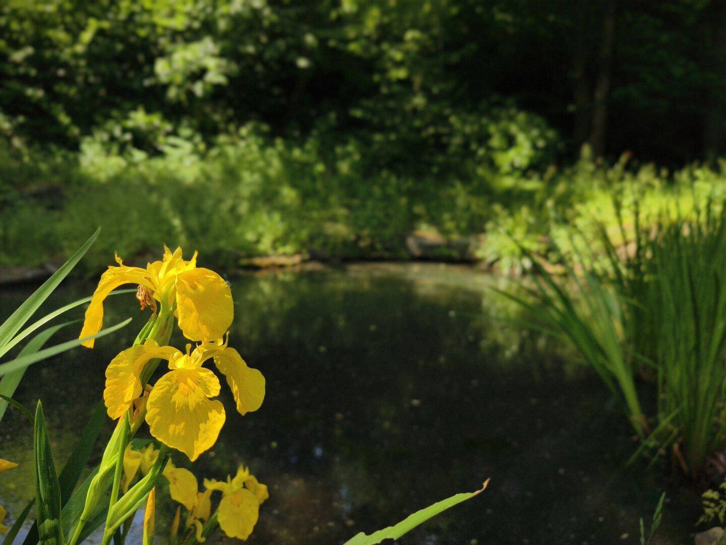 Gelbe Schwertlilien am Teich in einem üppigen, grünen Garten.