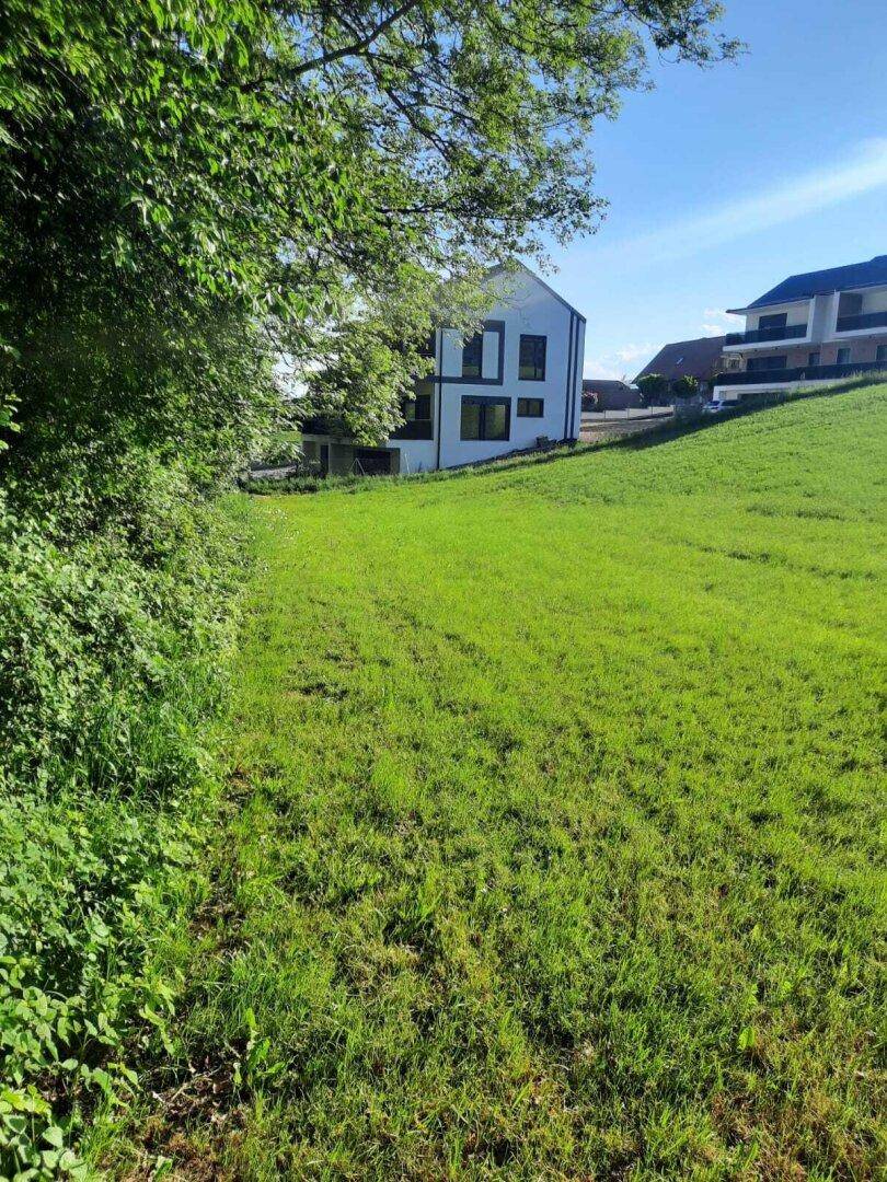 Grüne Wiese mit dichtem Baumbestand und einem modernen Wohnhaus im Hintergrund an einem sonnigen Tag.