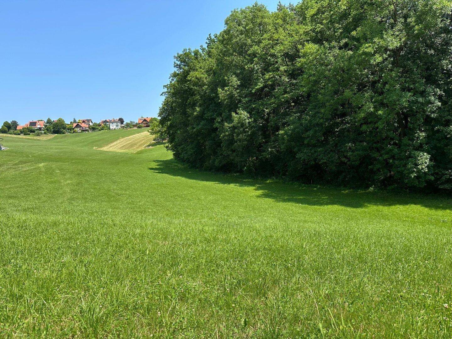 Weitläufige grüne Wiesenfläche mit einem Waldrand und Häusern in der Ferne unter strahlend blauem Himmel.