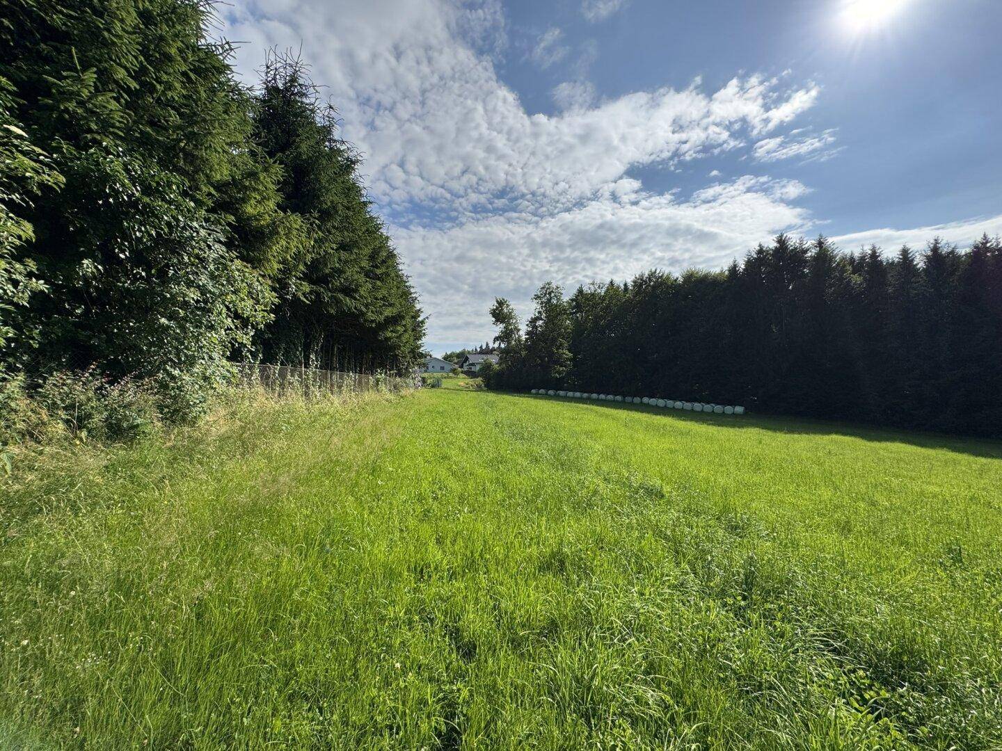 Grüne Wiese mit dichtem Waldrand und einer Reihe von Heuballen unter bewölktem Himmel.