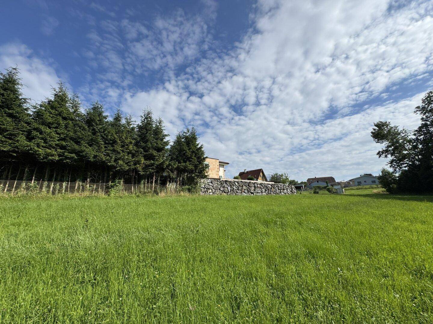 Grüne Wiese mit einer Reihe von Bäumen und Häusern in der Ferne unter blauem Himmel.