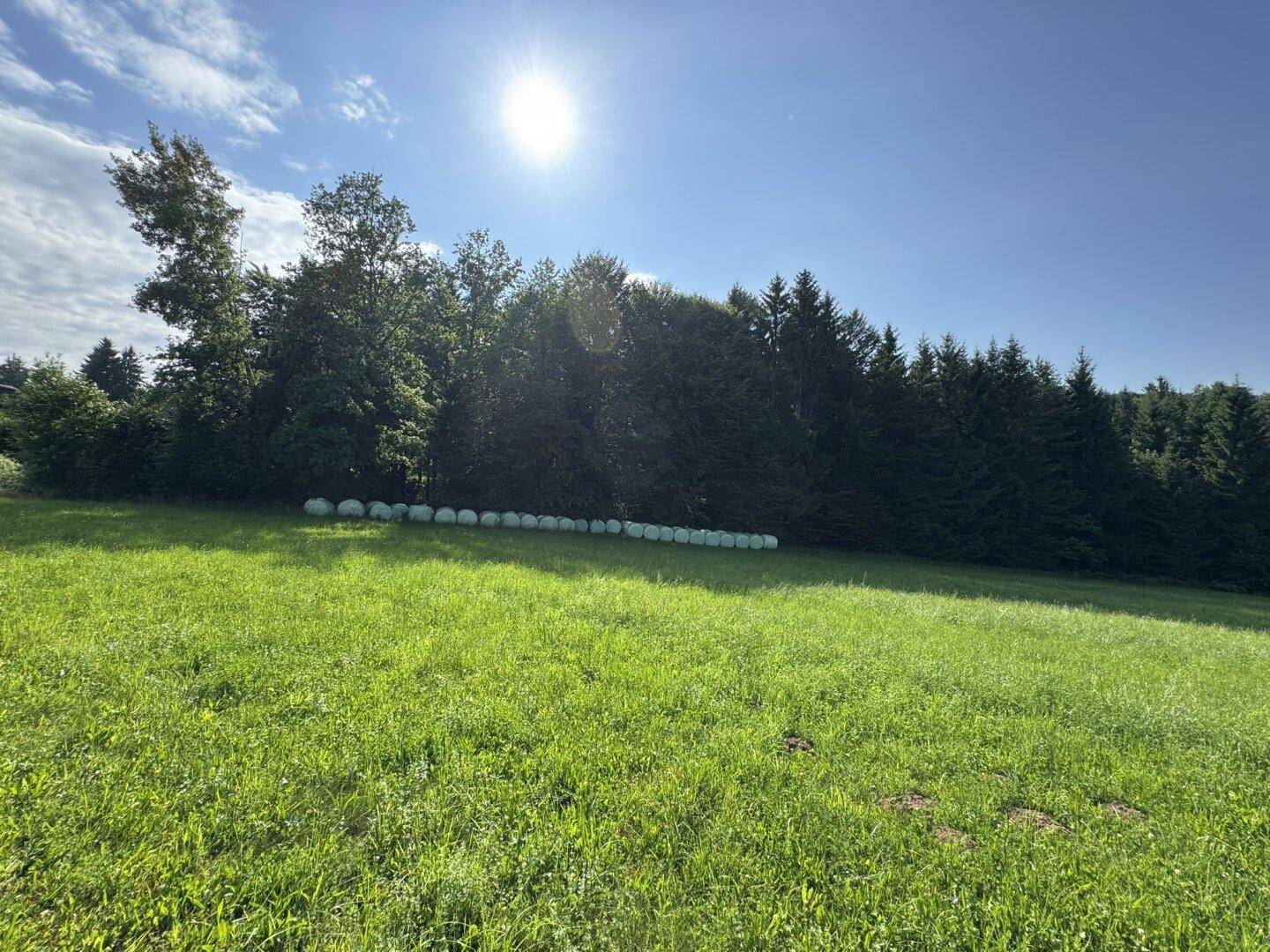 Sonniger Blick über eine weite grüne Wiese mit Waldrand und Heuballen am Horizont.