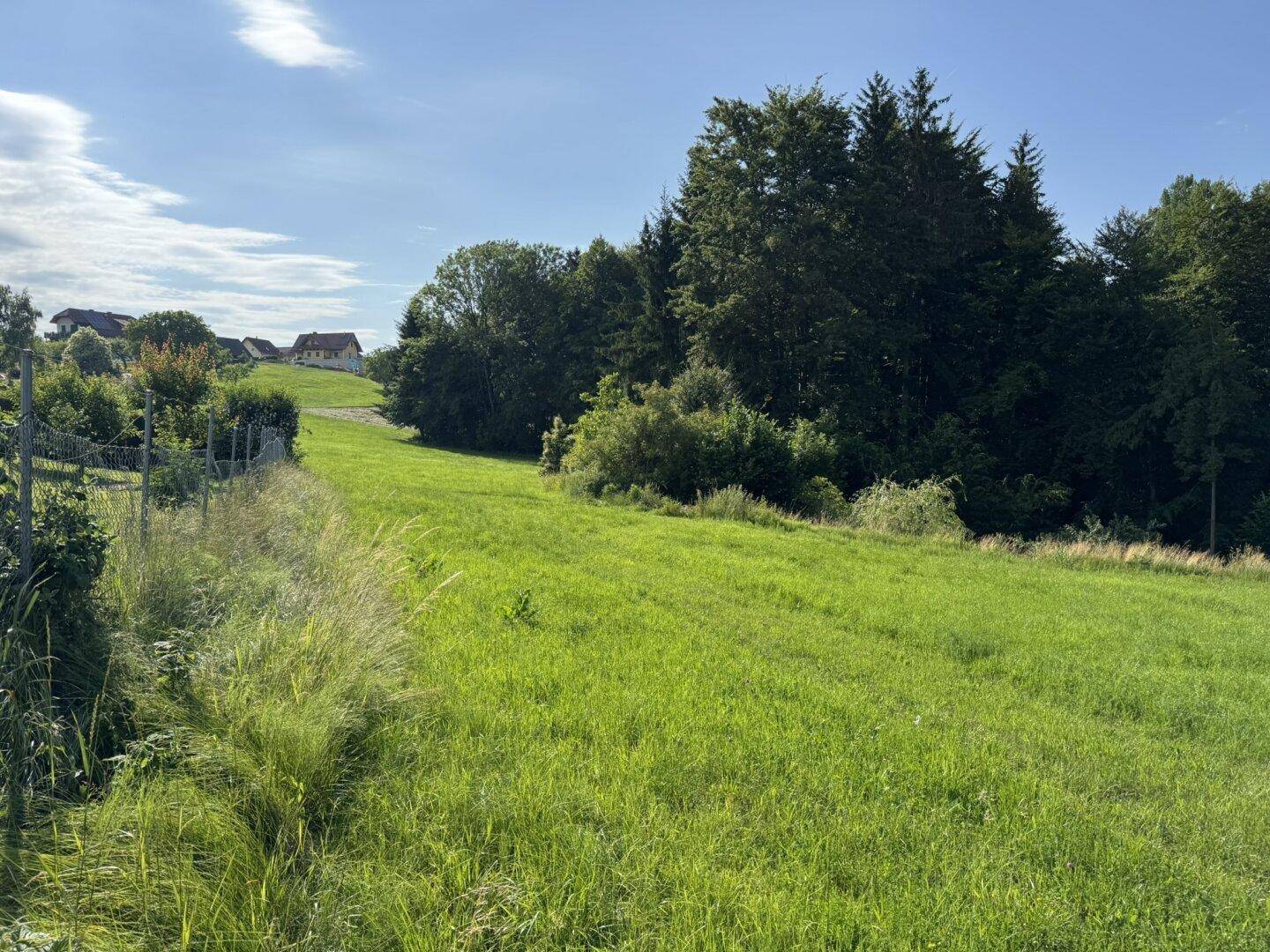 Sanft abfallende grüne Wiese mit Waldrand und Häusern in der Ferne unter sonnigem Himmel.
