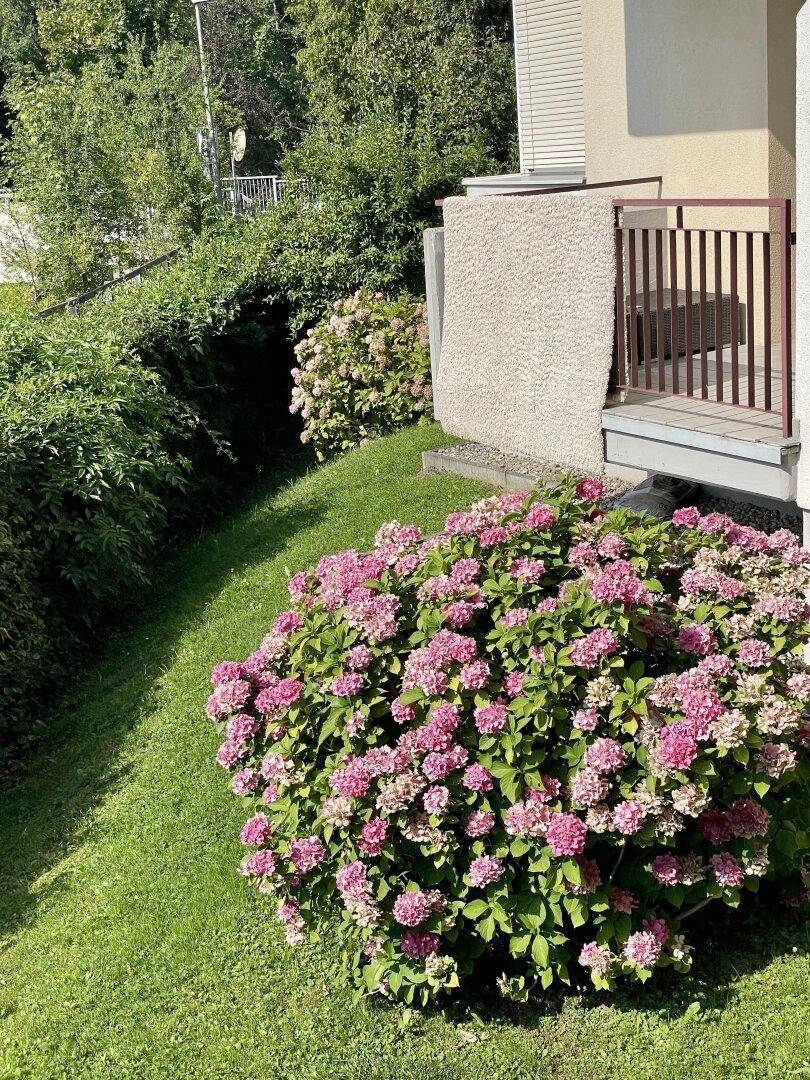 Gepflegter Gartenbereich mit blühenden Hortensien und üppigem Grün.