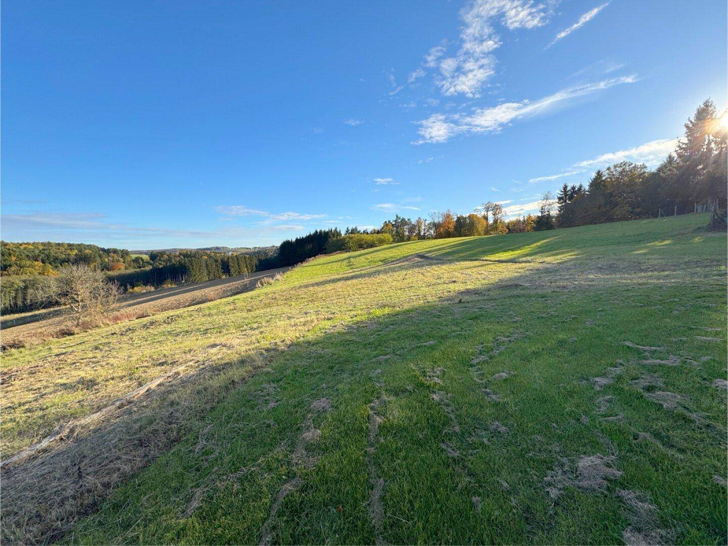 Weitläufige grüne Wiesenlandschaft mit sanften Hügeln und bewaldeten Hängen unter strahlend blauem Himmel.