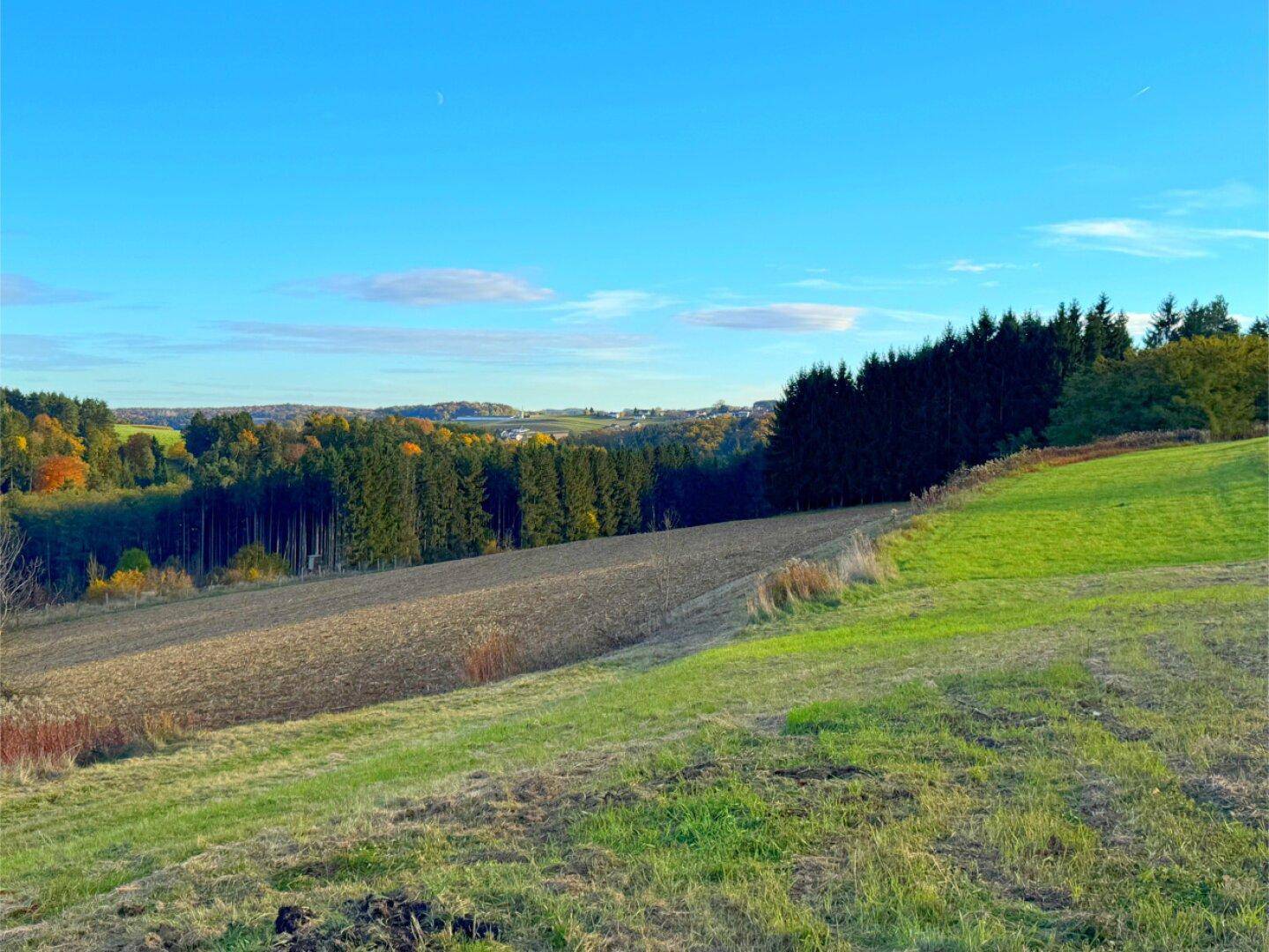 Ländliche Landschaft mit abfallenden Feldern, teilweise bewachsen, und dichten Wäldern im Hintergrund.