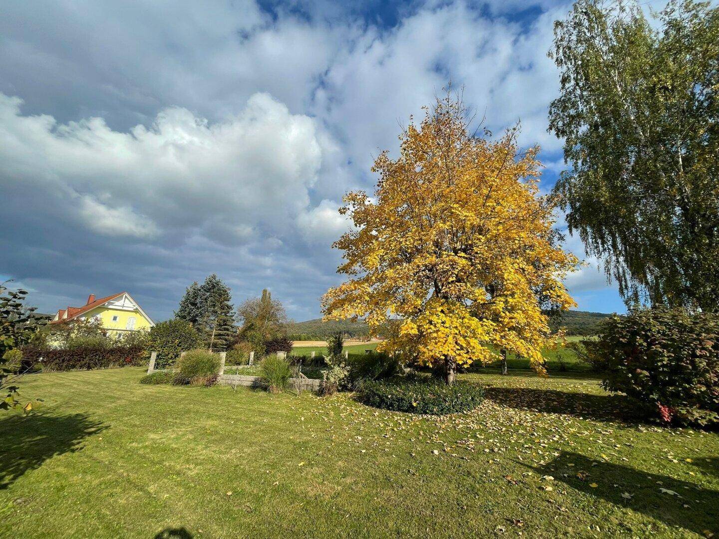 Gepflegter Garten mit leuchtend gelbem Herbstbaum und weitem Blick auf die Felder.