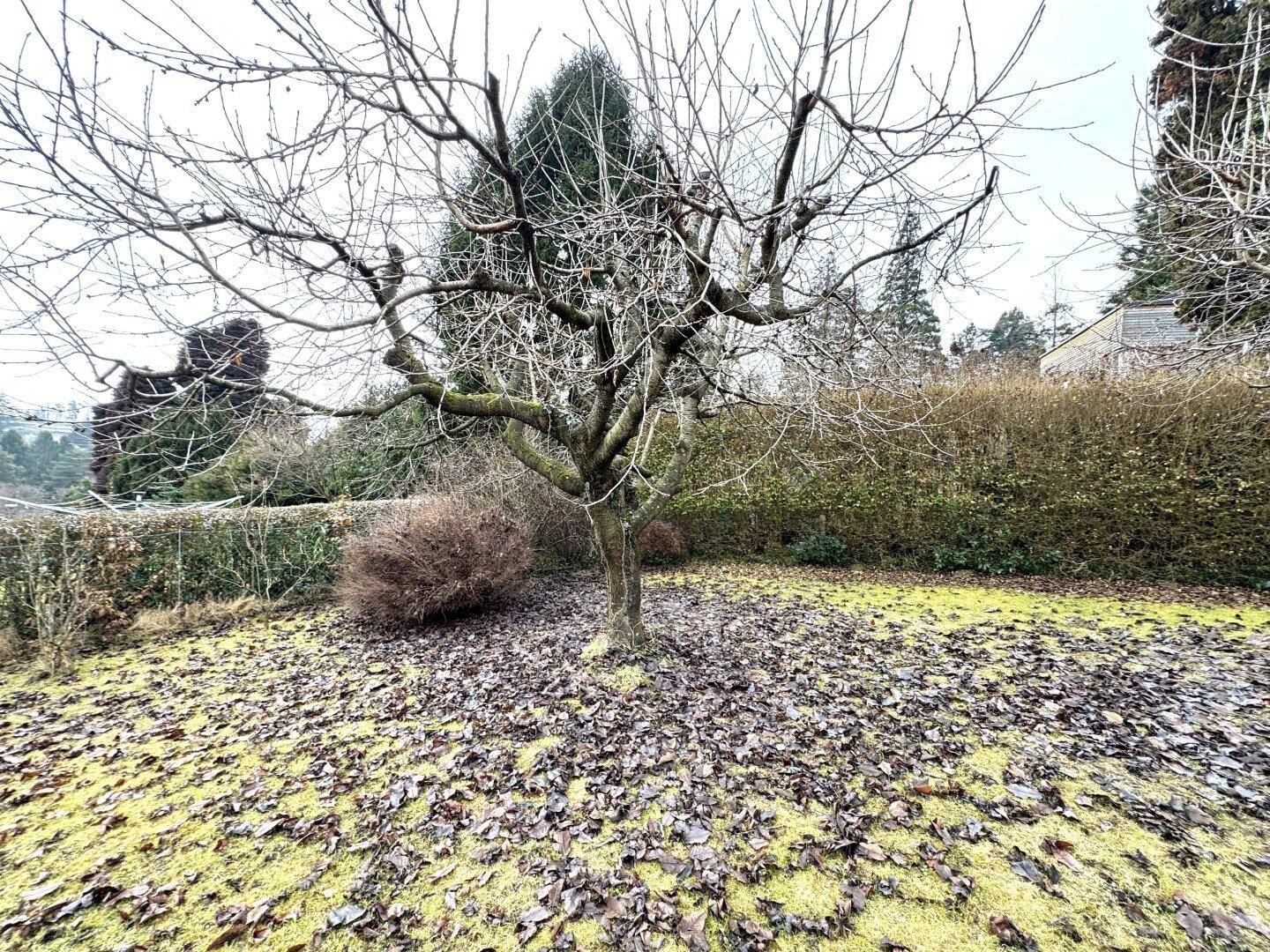 Gartenbereich mit einem kahlen Baum und Herbstlaub auf dem Rasen.