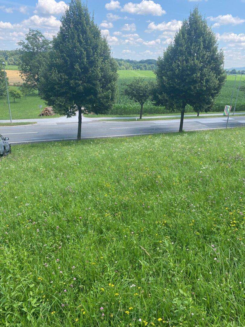 LOIPERSDORF! Großes Grundstück an der Thermenstraße zu verkaufen! - Ansicht 3