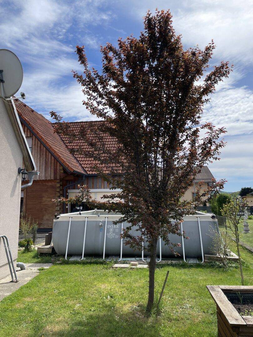 Gartenbereich mit einem aufgestellten Pool und einem jungen Baum unter blauem Himmel.