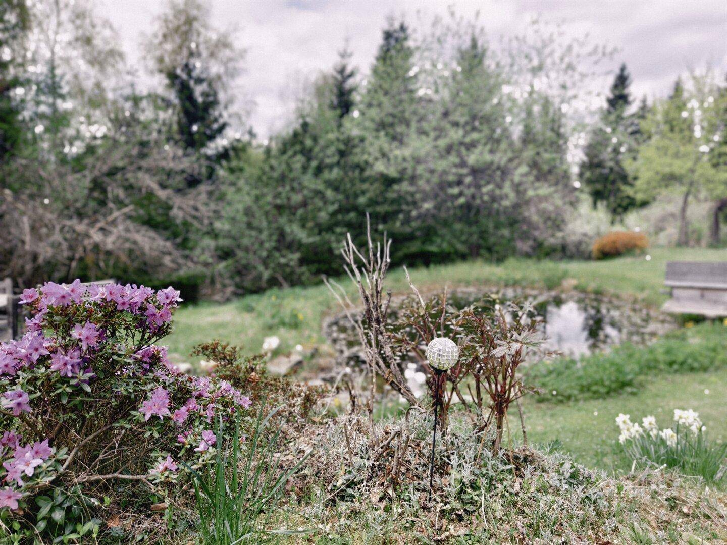 Malerischer Gartenbereich mit einem Teich, blühenden Pflanzen und einer ruhigen Atmosphäre.