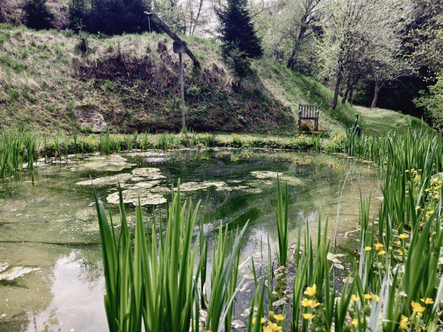 Natürlicher Teich mit üppigen Wasserpflanzen und einer Holzbank am Ufer, umgeben von Grün.