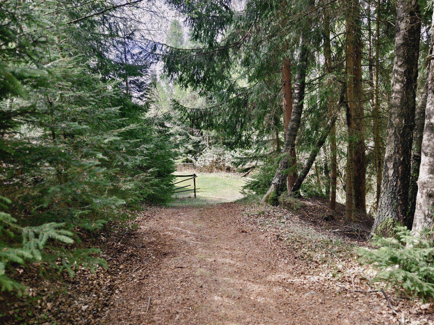 Waldweg führt durch dichte Nadelbäume und Laubwald, mit einem Holzzaun im Hintergrund.