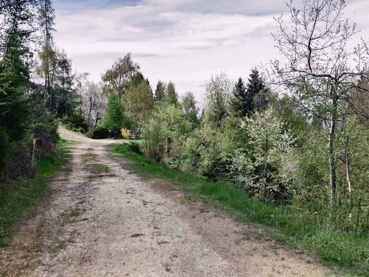 Schotterweg führt durch eine grüne, bewaldete Landschaft unter einem bewölkten Himmel.