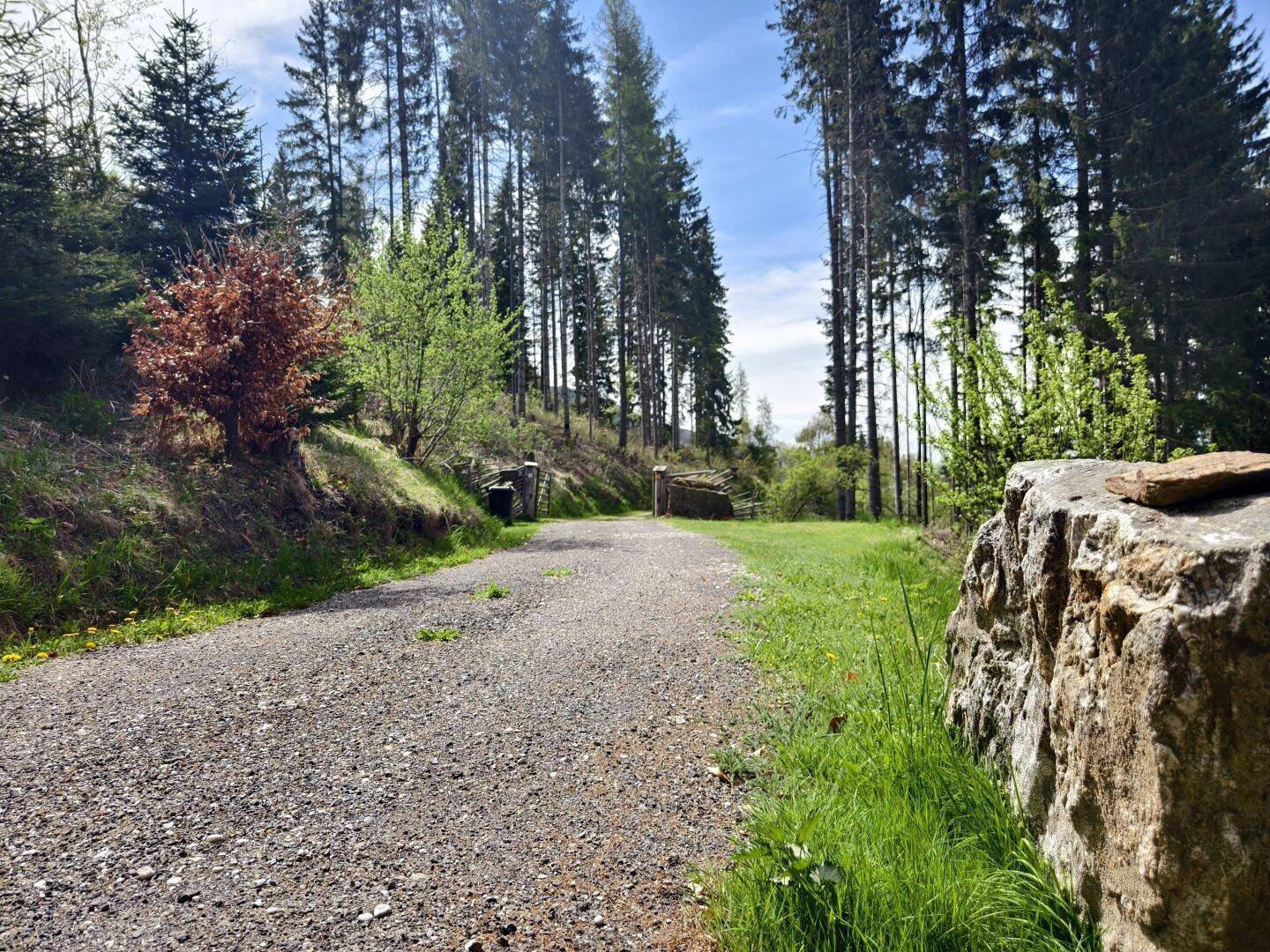 Schotterweg umgeben von hohen Bäumen und großen Felsen in einer natürlichen Waldumgebung.