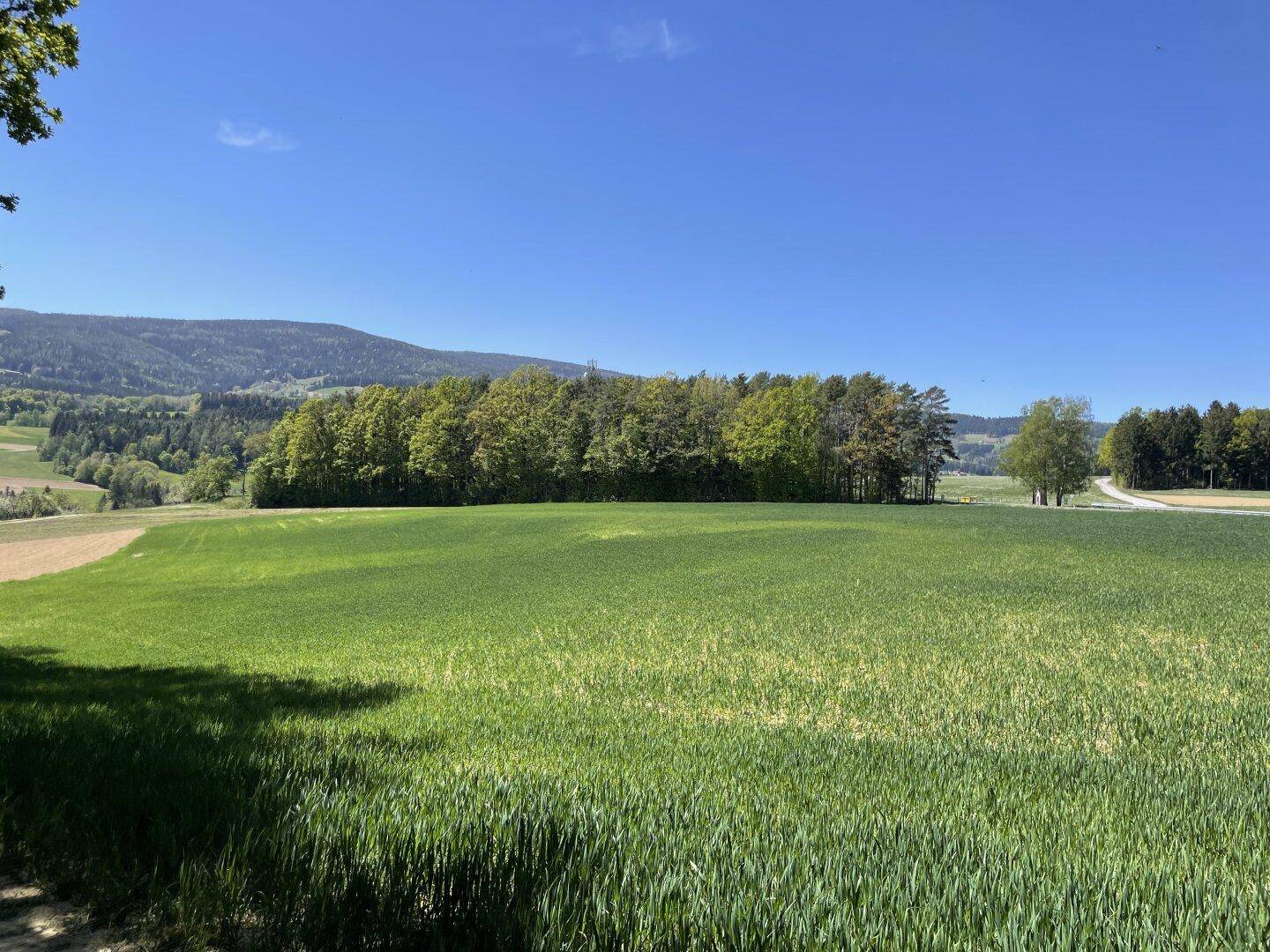 Weitläufiges grünes Feld mit einer Baumreihe im Mittelgrund und sanften Hügeln am Horizont.