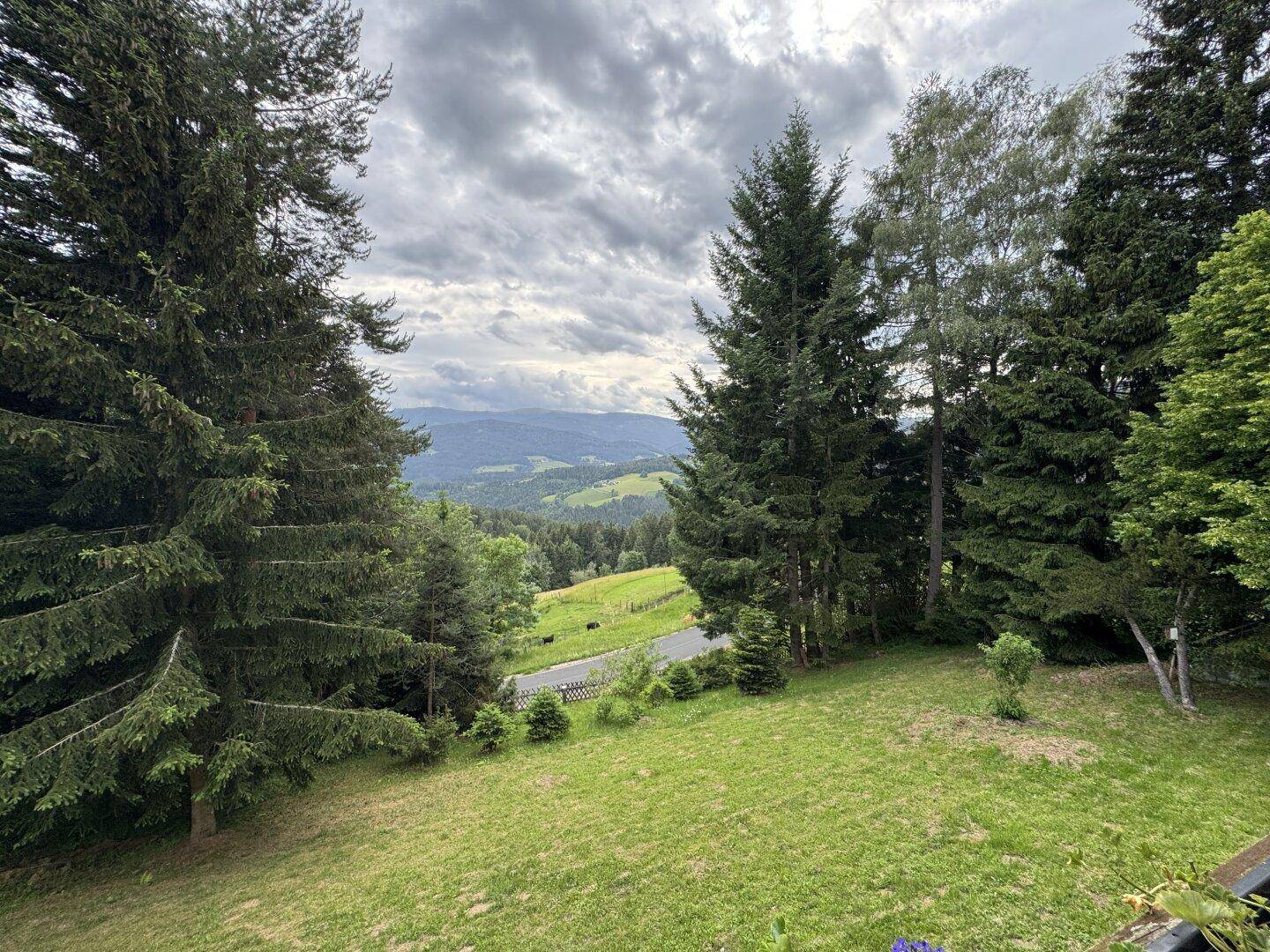 Malerischer Ausblick auf die grüne Hügellandschaft und ferne Berge, eingerahmt von hohen Nadelbäumen.