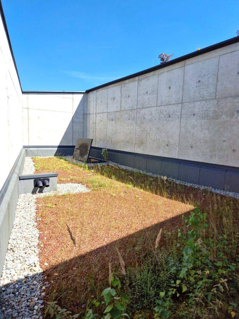 Kleiner, pflegeleichter Gartenbereich mit Sedum-Bepflanzung und Betonwänden.