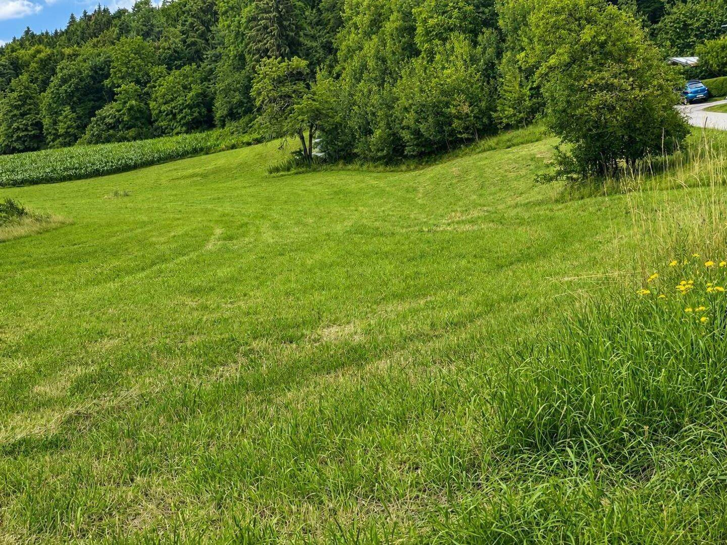 Grüne Wiese an einem Hang mit Bäumen und Wald im Hintergrund, unter einem klaren blauen Himmel.