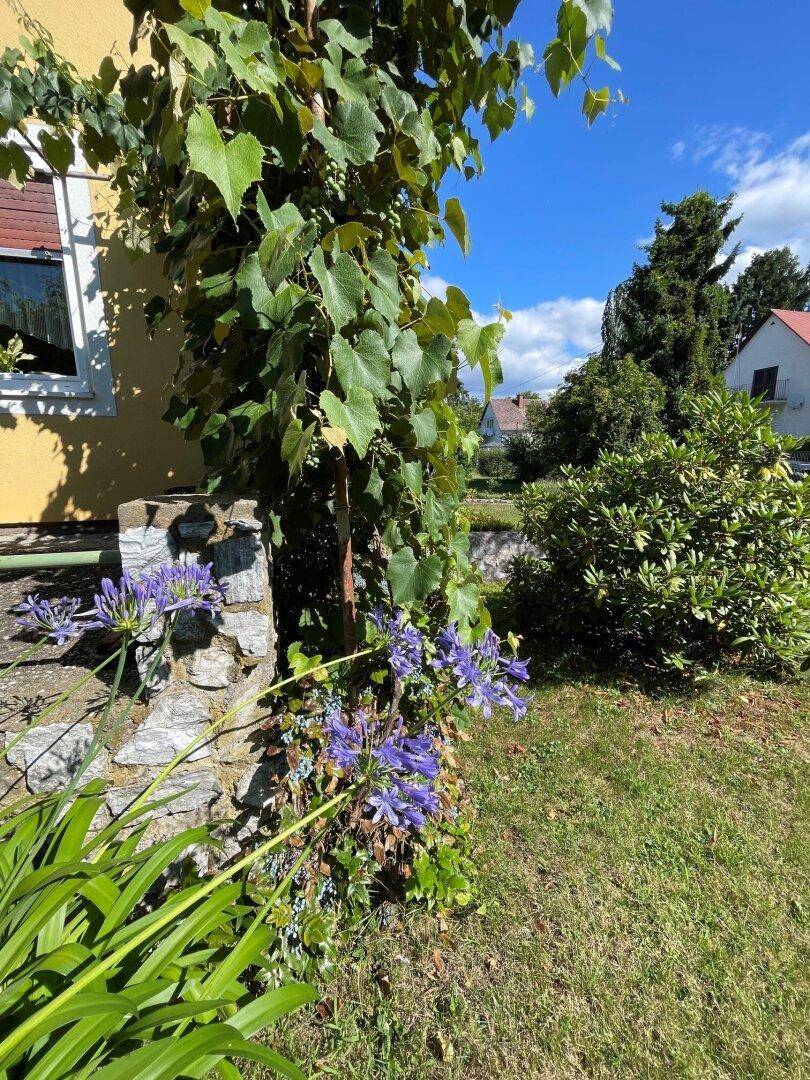 Detailansicht der Hauswand mit Kletterpflanzen und blauen Blumen im sonnigen Garten.